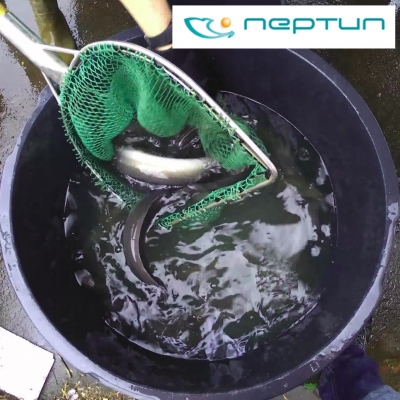 Test der elektrischen Fischbarriere NEPTUN an Blankaalen (2017-01-10)
