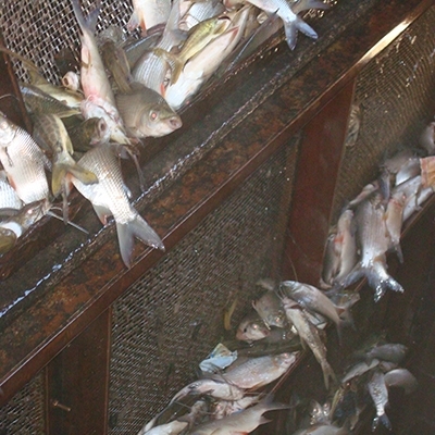 Fischschutz bei der industriellen Wasserentnahme