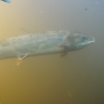 Untersuchungen zum Wanderverhalten von Fischen