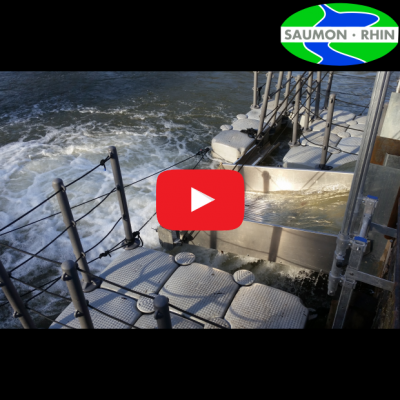 Neue Fischfalle und RFID-Erkennungssysteme für Lachssmolts im Elsass, Frankreich (2019-02-22)