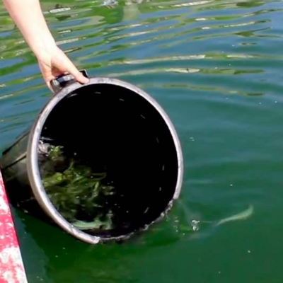 Succès de repeuplements de poissons