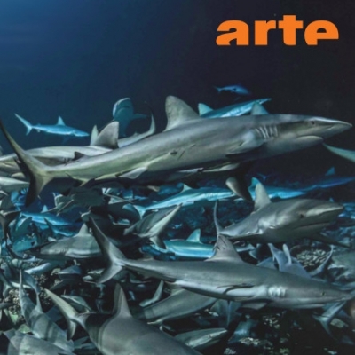 Profish on Arte: A Must-Watch!