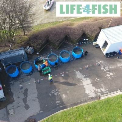 700 Trouts Tagged at the Hydropower Plant of Monsin, Belgium (2017-12-06)