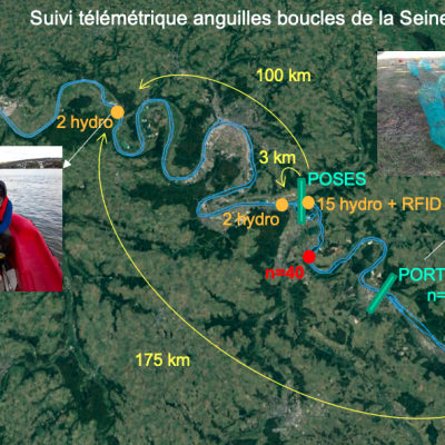 Nouveau télépéage à l’estuaire de la Seine pour les anguilles argentées !