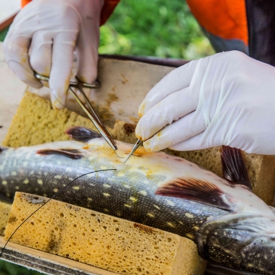 Pike Tagging Project at the Meuse River, Belgium (2017-11-02)