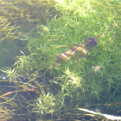 New RFID Fish Detection System at the Eastern Dender River, Belgium (2017-09-01)