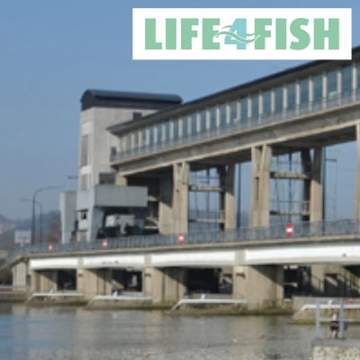 LIFE4FISH: Langzeitstudie zum Wanderverhalten von Lachsen & Aalen an 6 Wasserkraftwerken der Maas (2017-06-26)